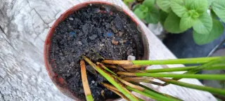 Junco menor estanques