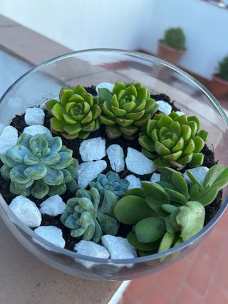 Terrario de Suculentas en Cristal