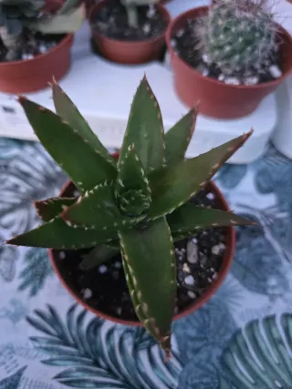 Aloe