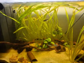 Acuario 80L completo funcionando