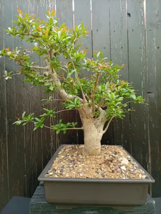Bonsái Granado Nejikan