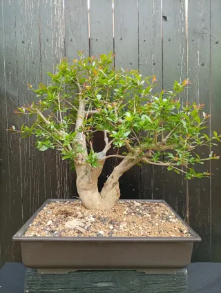 Bonsái Granado Nejikan