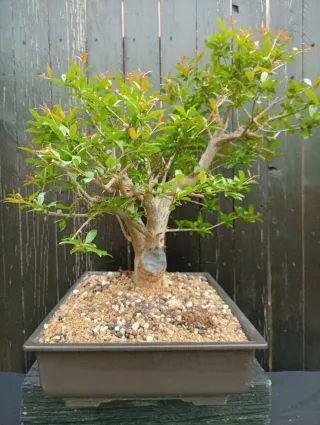 Bonsái Granado Nejikan