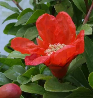 Bonsái Granado Nejikan