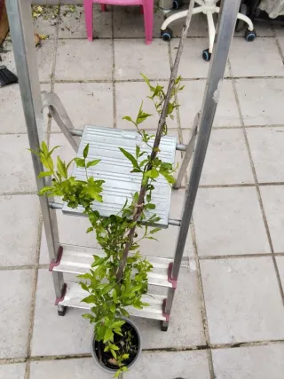 Planta de granado