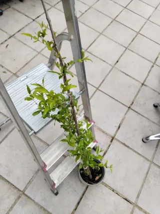 Planta de granado