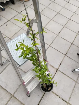 Planta de granado