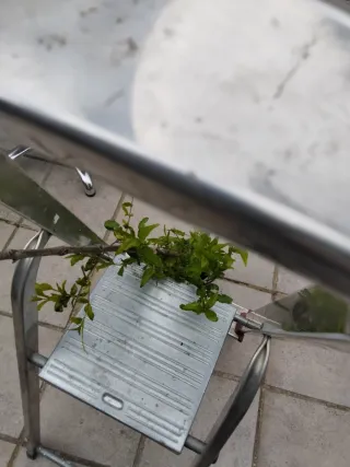 Planta de granado
