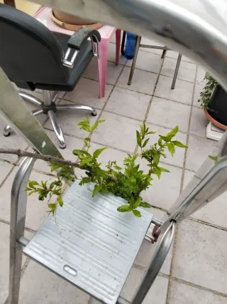 Planta de granado