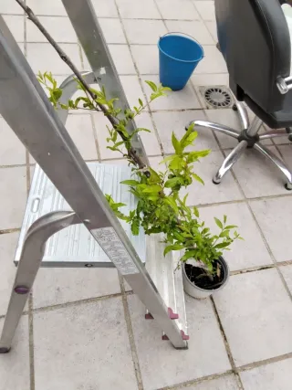 Planta de granado