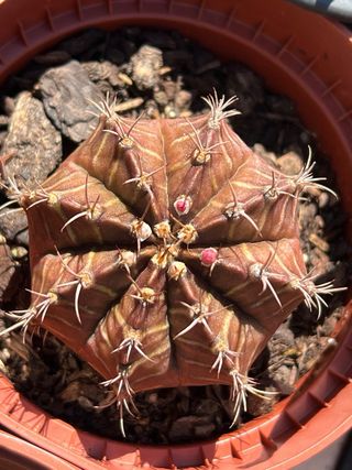 Cactos Variados - Diversas Formas e Tamanhos