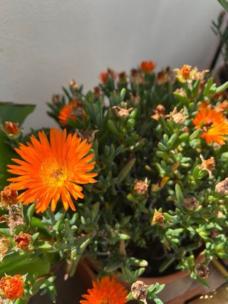Cactos Variados - Diversas Formas e Tamanhos