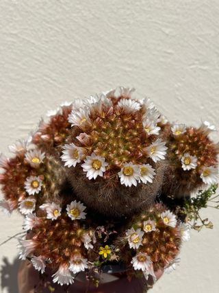 Cactos Variados - Diversas Formas e Tamanhos