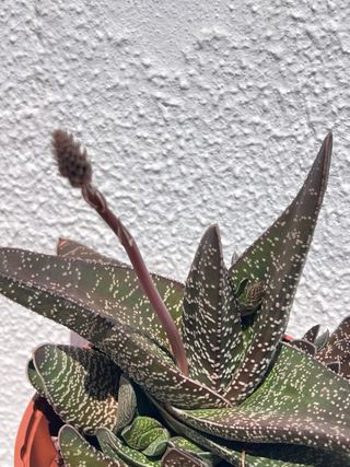 Cactos Variados - Diversas Formas e Tamanhos