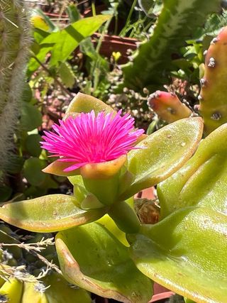 Cactos Variados - Diversas Formas e Tamanhos