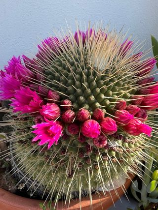Cactos Variados - Diversas Formas e Tamanhos
