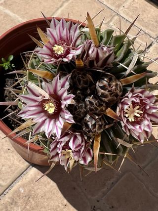 Cactos Variados - Diversas Formas e Tamanhos