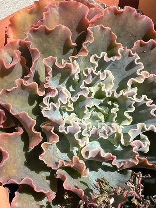 Cactos Variados - Diversas Formas e Tamanhos