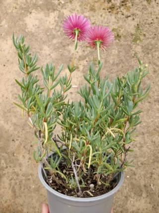 Lampranthus