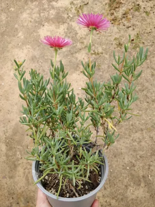 Lampranthus