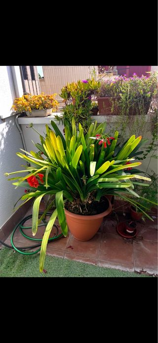 Clivia Grande Planta Exterior/Interior
