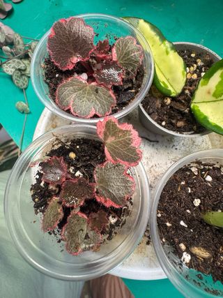 Saxifraga variegada planta