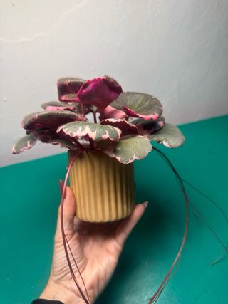 Saxifraga variegada planta