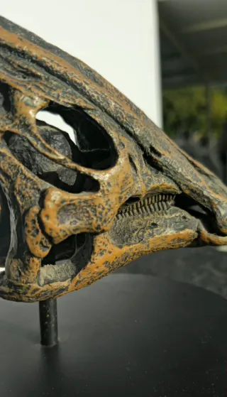 Réplica Cráneo Dinosaurio