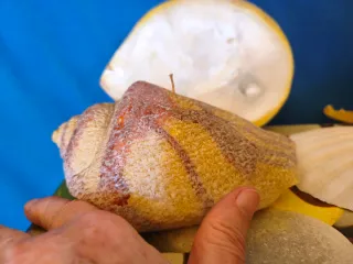 Candela conchiglia artistica