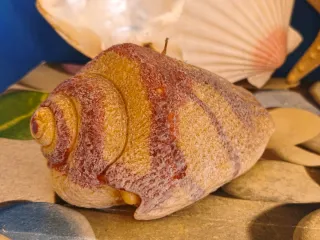 Candela conchiglia artistica