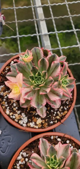Aeonium Green Tea variegata