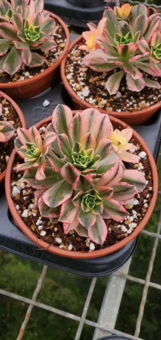 Aeonium Green Tea variegata