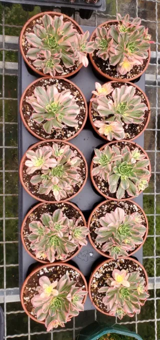 Aeonium Green Tea variegata