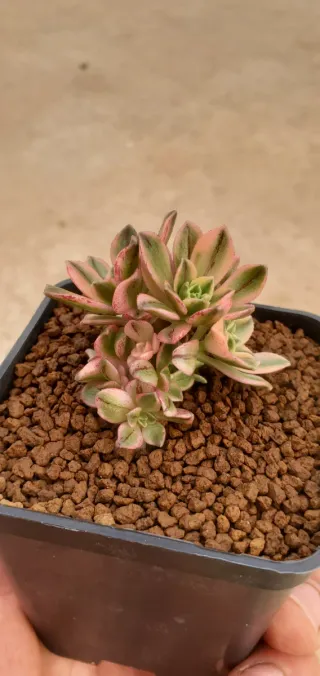 Aeonium Green Tea variegata