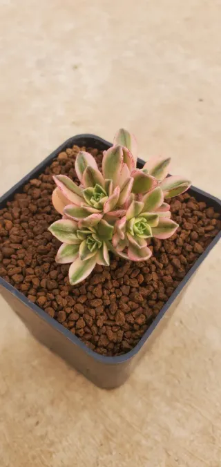 Aeonium Green Tea variegata