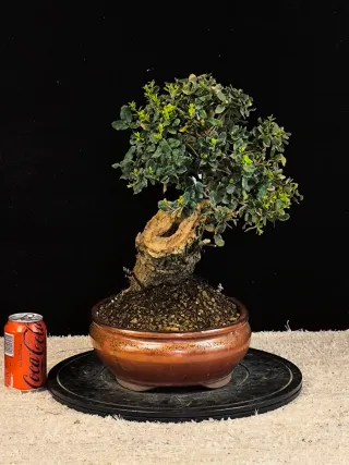bonsai quercus suber