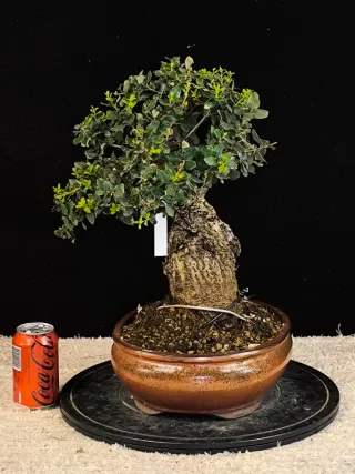 bonsai quercus suber