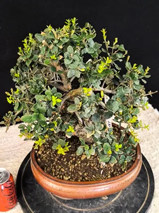 bonsai quercus suber
