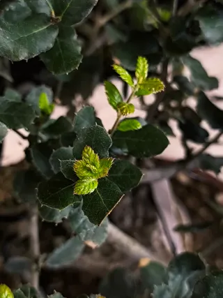 bonsai quercus suber