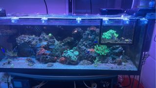 Acuario Marino Completo