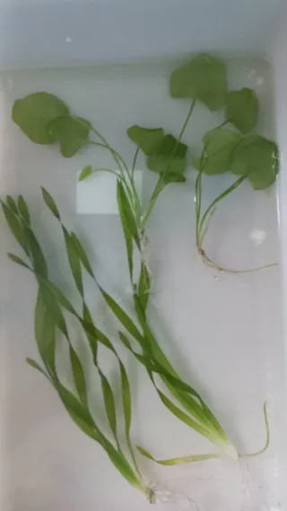Plantas de acuario