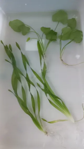 Plantas de acuario