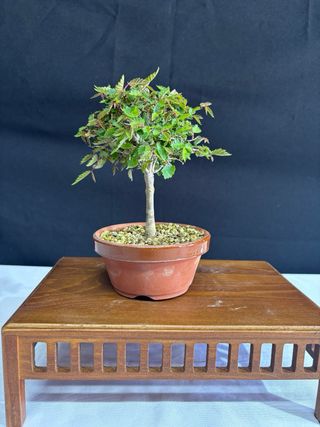Bonsái Zelkova Serrata