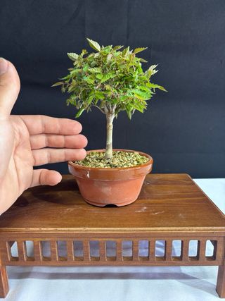 Bonsái Zelkova Serrata