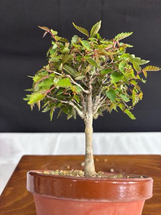 Bonsái Zelkova Serrata