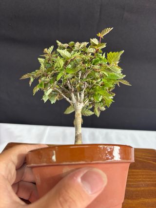 Bonsái Zelkova Serrata