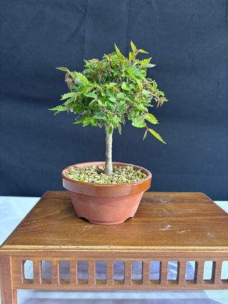 Bonsái Zelkova Serrata