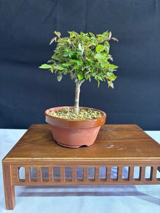 Bonsái Zelkova Serrata