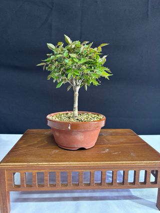 Bonsái Zelkova Serrata