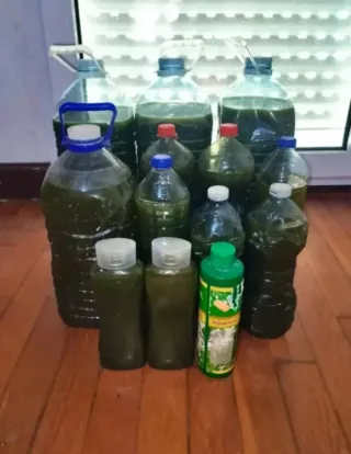 Purín de ortigas para plantas